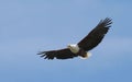 African Fish Eagle