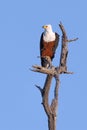 African Fish Eagle