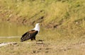 African Fish Eagle Royalty Free Stock Photo