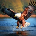 African Fish Eagle Royalty Free Stock Photo
