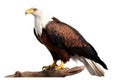 African Fish Eagle Animals and wildlife isolate on white background