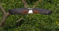 African Fish Eagle on attack Royalty Free Stock Photo