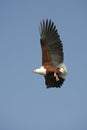 African Fish Eagle - Botswana Royalty Free Stock Photo