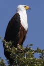 African Fish Eagle - Botswana Royalty Free Stock Photo