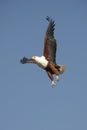 African Fish Eagle - Botswana Royalty Free Stock Photo