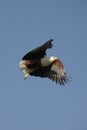 African Fish Eagle - Botswana Royalty Free Stock Photo