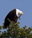 African Fish Eagle - Botswana Royalty Free Stock Photo