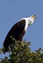 African Fish Eagle - Botswana Royalty Free Stock Photo