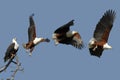 African Fish Eagle - Botswana