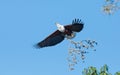 African Fish Eagle, Botswana Royalty Free Stock Photo