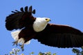 African Fish Eagle - Botswana Royalty Free Stock Photo