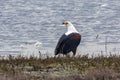 African Fish Eagle - Botswana Royalty Free Stock Photo