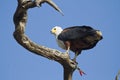 African fish eagle with catch Royalty Free Stock Photo