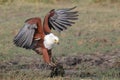 African Fish Eagle catching a fish Royalty Free Stock Photo