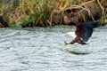 African fish eagle are catching a fish