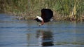 African Fish Eagle Catching Fish Royalty Free Stock Photo