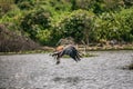 African fish eagle catching a fish Royalty Free Stock Photo