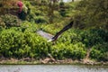 African fish eagle catching a fish Royalty Free Stock Photo