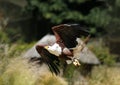 African Fish Eagle Royalty Free Stock Photo