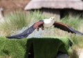 African Fish Eagle catching food Royalty Free Stock Photo