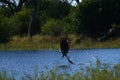 African Fish Eagle catching from the water Royalty Free Stock Photo