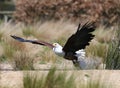 African Fish Eagle Royalty Free Stock Photo