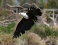 African Fish Eagle Royalty Free Stock Photo