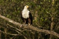 African Fish Eagle with fish South Africa Royalty Free Stock Photo