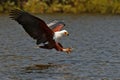 African fish-eagle fishes on the Lake Naivasha Royalty Free Stock Photo