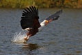 African fish-eagle fishes on the Lake Naivasha Royalty Free Stock Photo