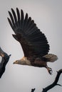 African fish eagle flies over dead branch Royalty Free Stock Photo