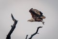 African fish eagle flies over dead tree Royalty Free Stock Photo