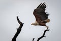 African fish eagle flies past dead branches