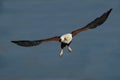 African Fish-Eagle (Haliaeetus vocifer) Pilanesberg Nature Reserve, South Africa Royalty Free Stock Photo