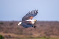 African fish eagle in flight Royalty Free Stock Photo