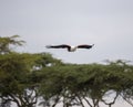 African Fish Eagle flying above the trees Royalty Free Stock Photo