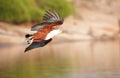 African Fish Eagle (Haliaeetus vocifer) Royalty Free Stock Photo