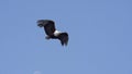 African Fish-Eagle, haliaeetus vocifer, Adult in flight, Chobe River, Okavango Delta in Botswana,