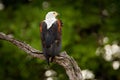 African Fish-eagle, Haliaeetus vocifer, brown bird with white head. Eagle sitting on the top of the tree. Wildlife scene from Royalty Free Stock Photo