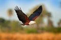 African Fish-eagle, Haliaeetus vocifer, brown bird with white head fly. Eagle flight above the lake water. Wildlife scene from Royalty Free Stock Photo