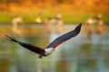 African Fish-eagle, Haliaeetus vocifer, brown bird with white head fly. Eagle flight above the lake water. Wildlife scene from Royalty Free Stock Photo