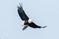 African Fish-eagle, Haliaeetus vocifer, brown bird with white head Royalty Free Stock Photo