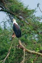 African Fish-eagle, Haliaeetus vocifer, brown bird with white head Royalty Free Stock Photo