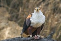 The African Fish Eagle (Haliaeetus vocifer) Royalty Free Stock Photo