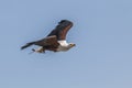 African fish eagle (Haliaeetus vocifer)