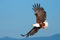 African Fish Eagle flying against a clear sky Royalty Free Stock Photo