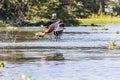 African Fish Eagle (Haliaeetus vocifer) hunting for fish on Naivasha lake, Ken Royalty Free Stock Photo