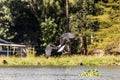 African Fish Eagle (Haliaeetus vocifer) hunting for fish on Naivasha lake, Ken Royalty Free Stock Photo