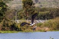 African Fish Eagle (Haliaeetus vocifer) hunting for fish on Naivasha lake, Ken Royalty Free Stock Photo