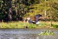 African Fish Eagle (Haliaeetus vocifer) hunting for fish on Naivasha lake, Ken Royalty Free Stock Photo